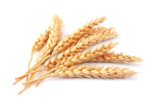 whole wheat